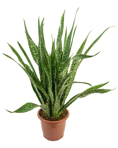 Espada De San Jorge / Sansevieria Jiboya P30