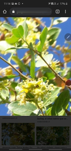 Árbol Quillay 1,5 Mts A Domicilio Solo A Rm Abonado