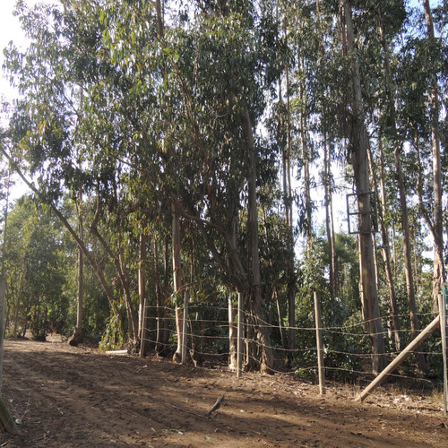 Terreno De 7.428 Mt A 200 Mt De Bajada Playa Caucau, Horcon