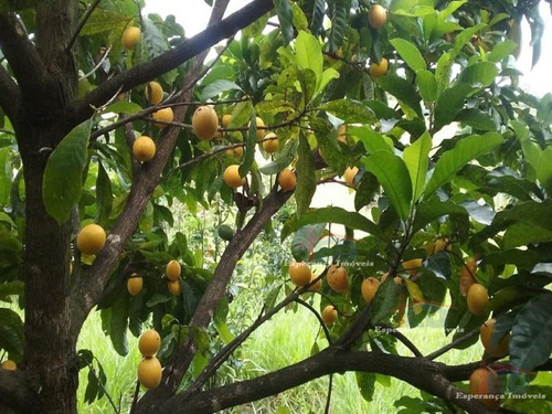 Imagem 13 de 15 de Ref.: 1740 - Chacaras Em Bofete Para Venda - V1740