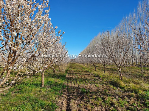 Campo En Venta De 70 Has Ubicado En Tratayen