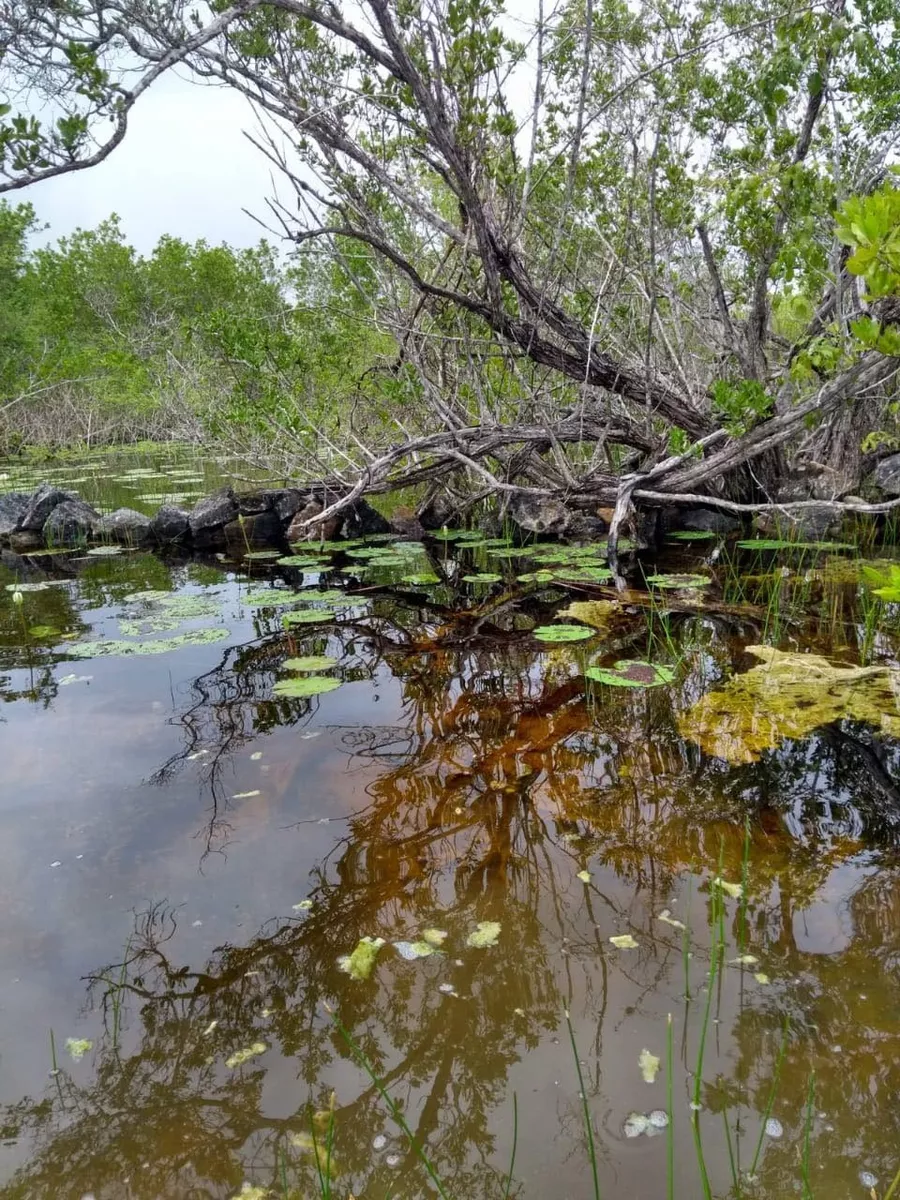 Venta Rancho Ganadero, Cercano Al Mar, Con Cenotes A 45 Min De Mérida