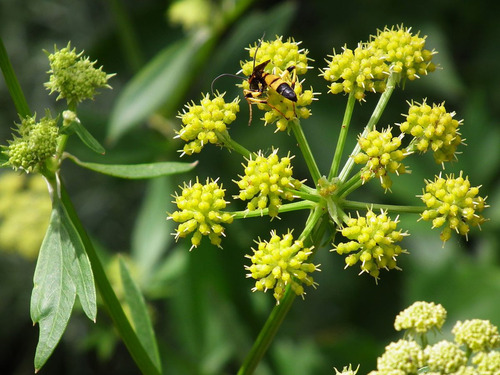20 Sementes De Levistico Erva Aromática Levisticum Lovage