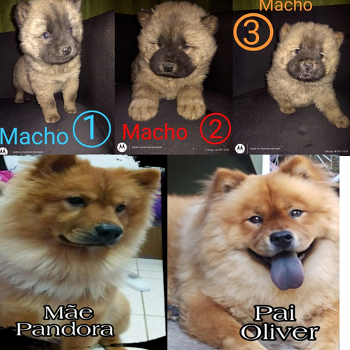Imagem 1 de 4 de Filhote De Chow Chow Macho