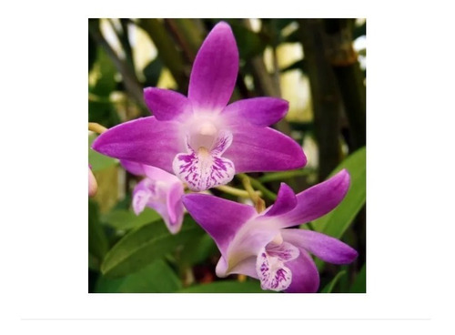 Orquídea Dendrobium Kingianum Tipo (adulta) | Parcelamento sem juros