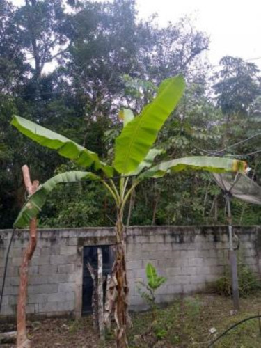 Imagem 6 de 20 de Chácara Em Itanhaém, No Balneário Gaivota, Com 5.085 M² De Área Total E Com Churrasqueira, Árvores E Vaga Para 08 Automóveis Ref: 8855/ac
