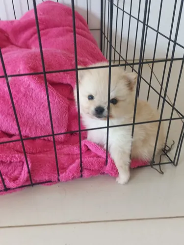 comprar Lulu Da Pomerânia Macho Com Pedigree - 2 Meses