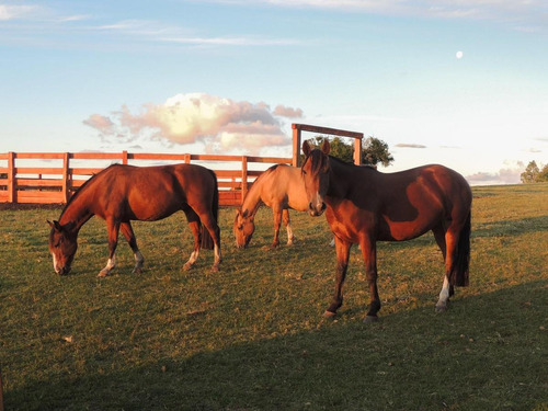 Imagen 5 de 30 de Venta 10 Ha, 3 Viviendas, Buen Potencial Turístico, Pueblo Eden, Punta Del Este Sch4818860