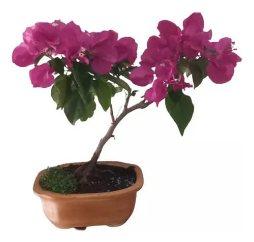 Planta Bonsai Bougainvillea !!
