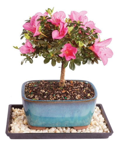 Bruselas De Satsuki Azalea Bonsai  Pequeño (al Aire Última