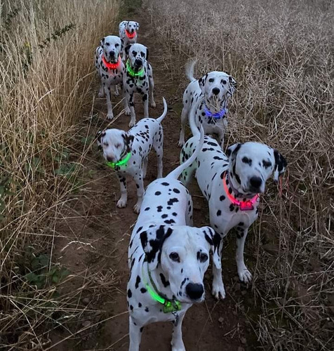 Collares Luminosos Para Mascotas Red Dingo