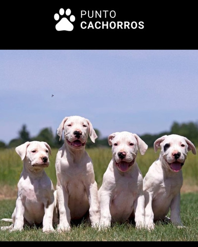 Dogo Argentino 32 Blanco