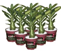 Comprar 6 Mudas Rosa Do Deserto Dobradas Triplas Simple Qualidade