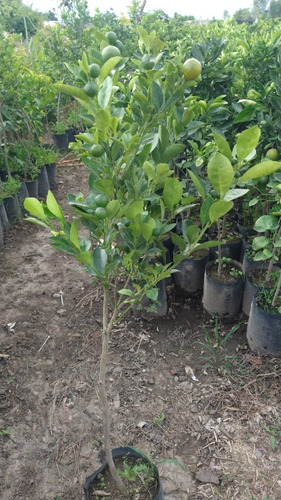 1 Calamondin O Mandarina Japonesa Enano Alta Produccion Pd
