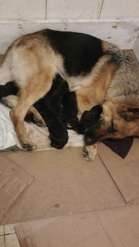 Cachorros Pastor Aleman