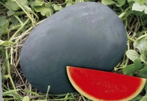 500 Semilla De Sandia Negra Sin Semill