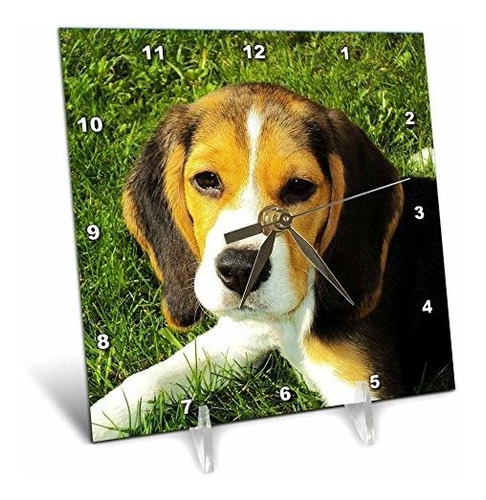 3drose Beagle, Perro, Cachorro, Animal, Mascota - Reloj De E