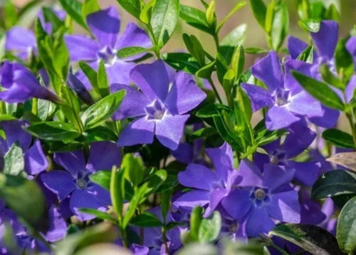 Planta - Vinca Major ( Lindo Tamaño ) ) No Hago Envios..