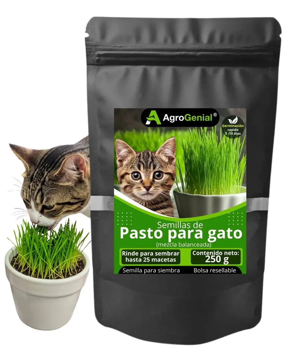 Semillas Pasto Para Gato para germinar 250 gramos AgroGenial rinde 25 porciones
