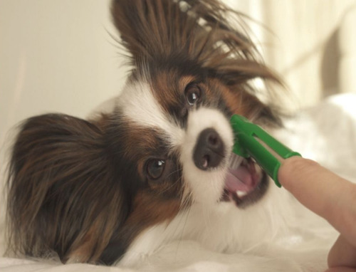 Imagem 9 de 9 de Kit Higiene Bucal Escova Dental Dedeira Pet Cachorro 3 Pçs