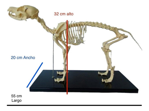 Modelo Anatómico De Perro Esqueleto Veterinaria