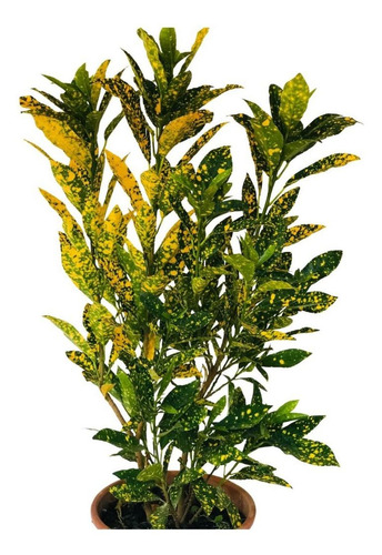 Cróton Amarelo - Codiaeum Variegatum - Pote 17