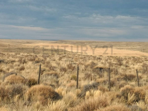 Imagen 6 de 15 de Venta Campo Productivo En La Pre-cordillera De 10623 Hectareas Cria De Ganado