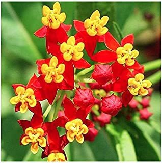 Semillas De Algodoncillo De Flores De Sangre, Planta De Comi