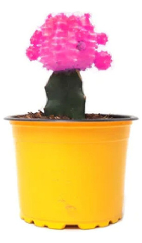 Planta Cactus Coreano Fucsia Amarillo Rojo 