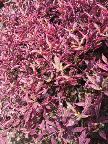 Plantas Teresita
