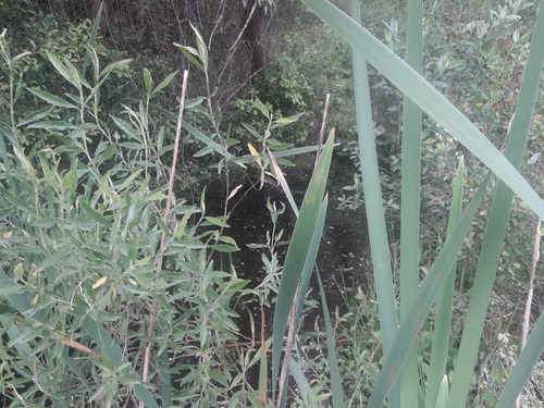 Campo De 12 Has En Paraje José Ignacio. Consulte !!!!!- Ref: 1372