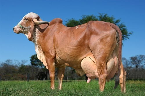 Premix Para Vacas Leiteiras Alta Produção - Max Leite 5kg