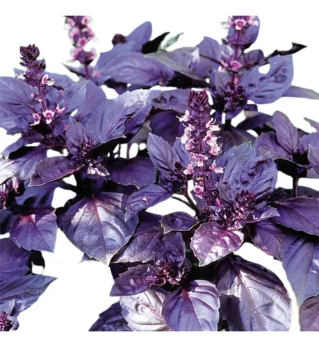 Albahaca Morada Semillas Y A