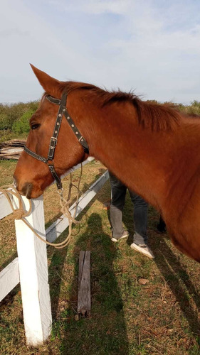 Imagem 5 de 5 de Cavalo Quarto De Milha 9 Anos Com Exames Feitos!