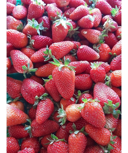 Frutillas Liofilizadas - Marca Dulce Salud