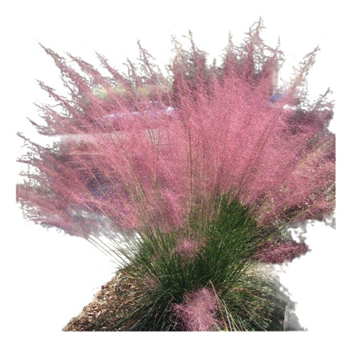 Muhlenbergia Capillaris    E4l