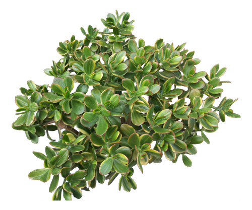 Planta Crassula Ovata Arbol De Jade Variegada Maceta N°19