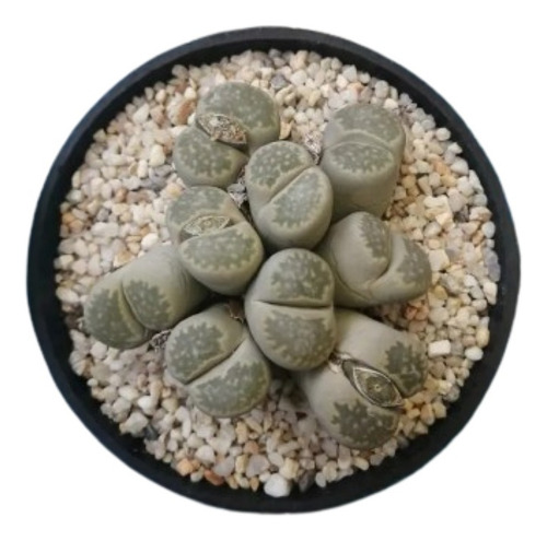 Lithops 9 Cabezas Maceta 8 Pulgadas Piedra Vivient Suculenta