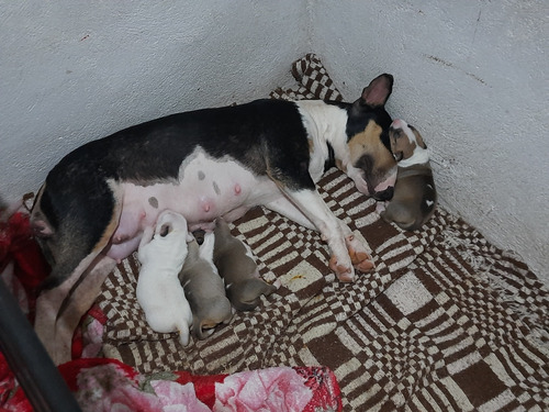 Filhotes De Bull Terrier