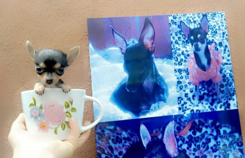 Bellos Cachorros Chihuahua 450 Puros Miniatura
