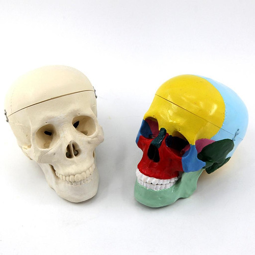 2x Modelo De Cráneo Humano De Pvc Cabeza De Esqueleto De 