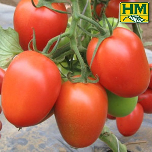 1 Millar Tomate Hibrido Indeterminado Cid F1