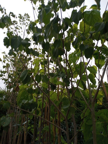 Imagen 5 de 9 de Arbol De Tilo - 4 Años - 2,5 Mts.hermoso-e.gratis Cabaygba