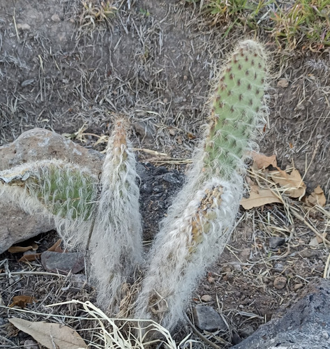 Opuntia Senilis, Nopal Viejito, Nv
