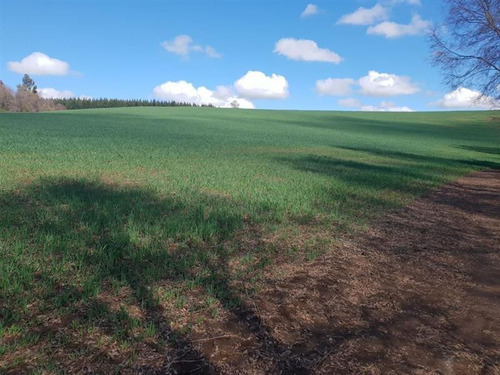 Parcelas Camino A San Fabián De Alico, Rol Propio, 5000m2