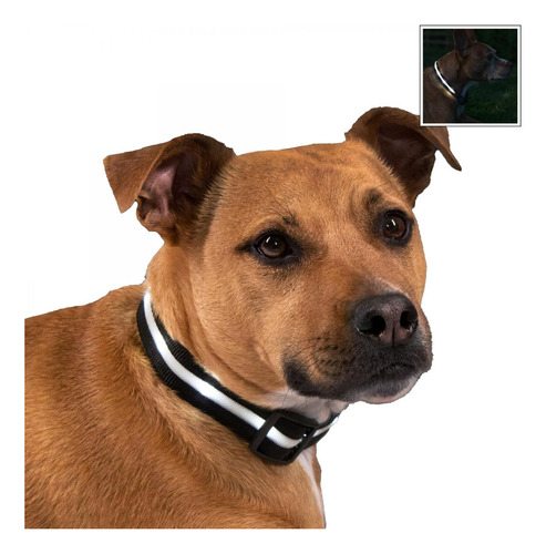 Collar Led De Seguridad Para Perro Recargable Usb ( M )  