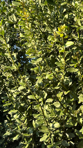 Hojas De Laurel 1 Kg