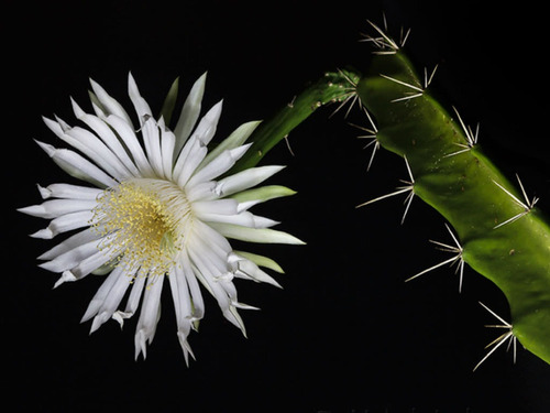 Paquete De Cactus Y Suculentas Exóticas Plantas.