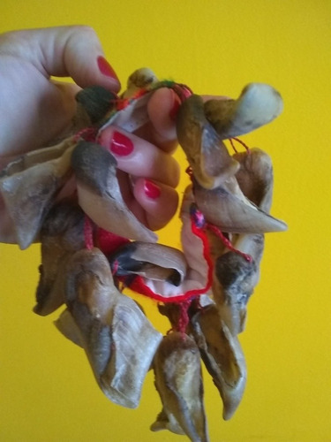 Chajchas Pezuñas De Cabra Norteña