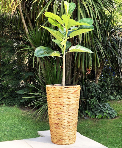 Imagen 4 de 10 de Ficus Artificial Planta Alta Interiores Con Maceta 74 Cm